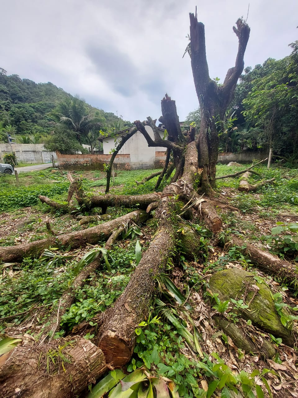 Após informação do Disque Denúncia, polícia ambiental identifica loteamento irregular e desmatamento em Angra dos Reis 